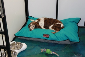 Snuffy tries out the new beds
